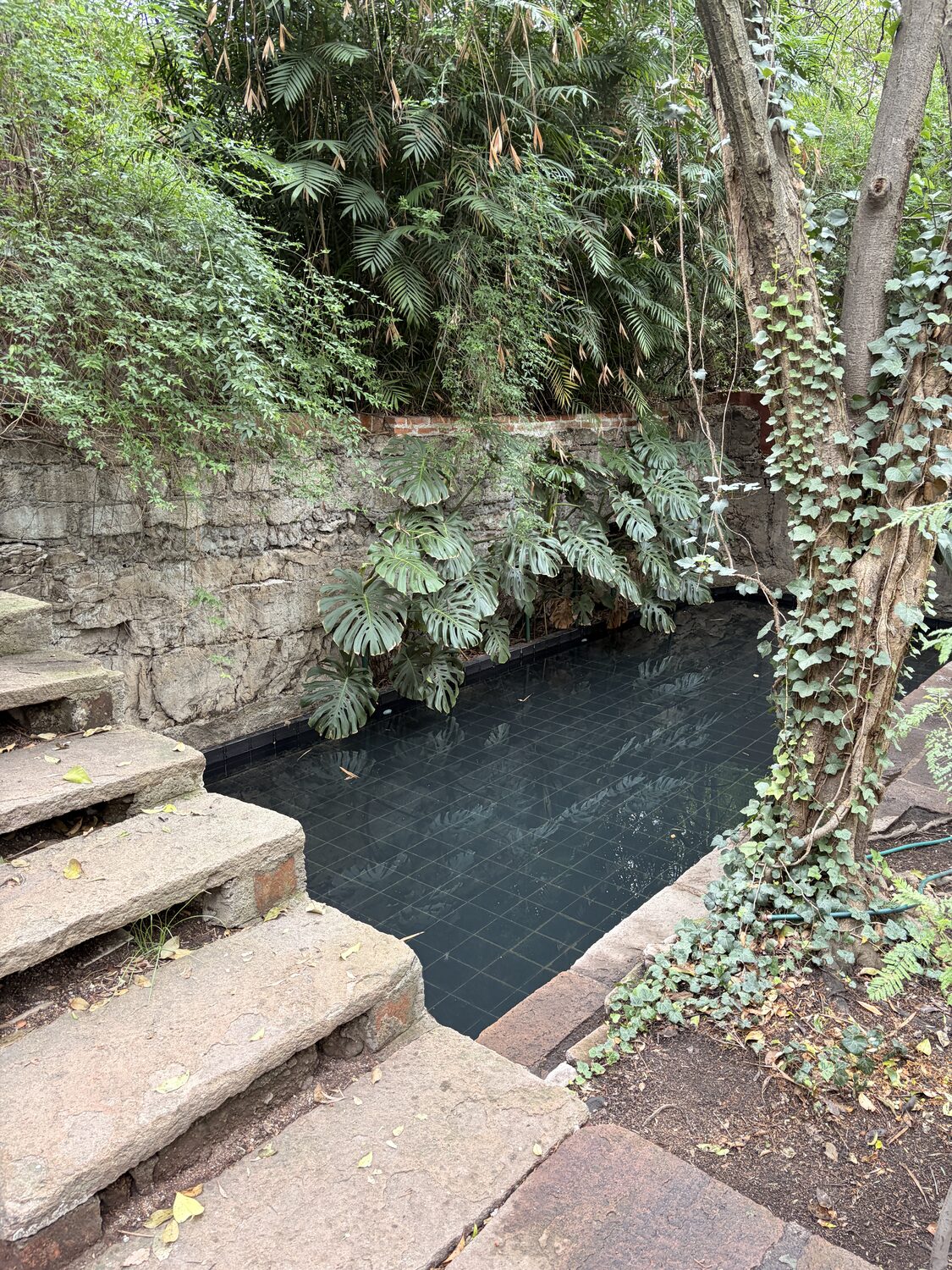 The dark pool, half taken back by the garden.